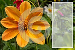 Orange flower Dahlia `Jolly Fellows` closeup. Space for text.