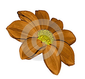 Orange flower dahlia on white isolated background with clipping path. No shadows. Closeup.
