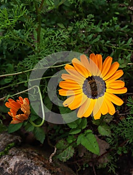 Orange flower with dark green leaves, Kirstenbosch Botanical Gardens, Cape Town, South Africa