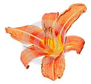 Orange flower of daylily close up isolated