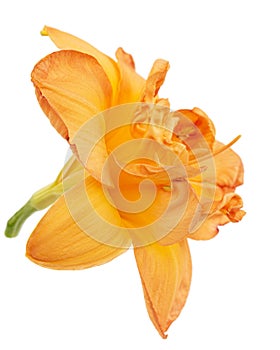 Orange flower of daylily, lat.Hemerocallis, isolated on white background