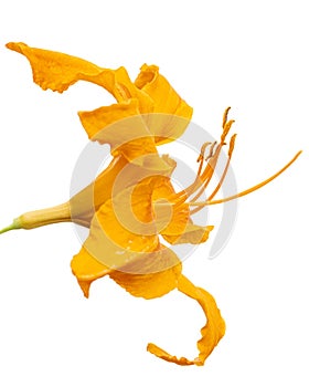 Orange flower of daylily, lat. Hemerocallis, isolated on white background