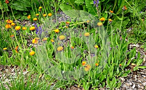 The orange flower is a decorative and often grown in gardens orange blooming flower, a perennial species