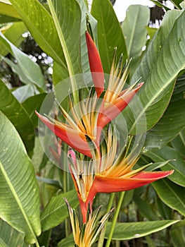 Orange flower in detail