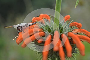 An orange flower detail with a cricket around the hearth of the plant