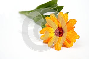 Orange flower with dewdrops
