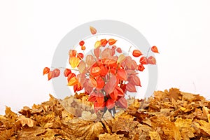 Orange flower on dried leaves