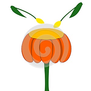 Orange flower drum with yellow tulip sticks isolated on white background in vector