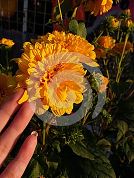 orange flower flowers sunset summer sun day natural natura