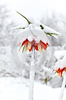 Orange flower Fritillaria imperiali under snowfall