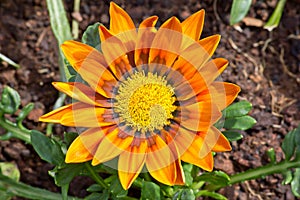 Orange flower full of polen