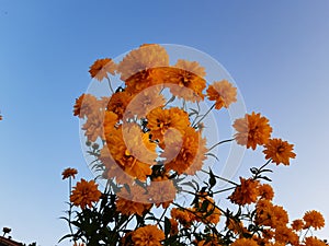 orange flower  gÃ¼zel photo
