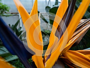 orange flower in the garden, Detail from flower of Strelitzia reginae, also known as the crane flower or bird of paradise
