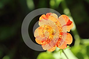Orange flower of a geum