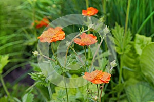 Orange flower of Geum coccineum Scarlet avens blooming in spring garden