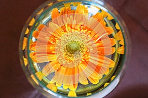 Orange flower in Glass