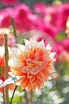 Orange flower with green tree background