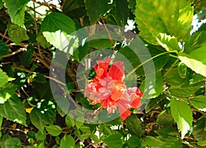 Orange flower among green vegetation at sunlight