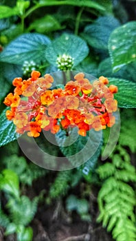 This orange flower grows a lot in tropical environments, especially in mountainous areas.