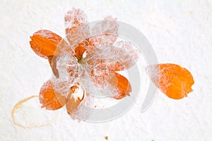 Orange Flower in Handmade Paper