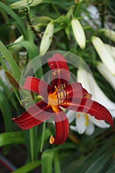 Orange flower of Hemerocallis x cultorum 'Crimson Pirate' against a white Lilium candidum. Berlin, Germany 