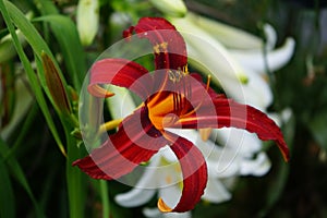 Orange flower of Hemerocallis x cultorum 'Crimson Pirate' against a white Lilium candidum. Berlin, Germany