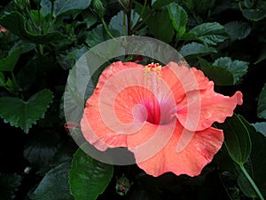 This orange or flower hibiscus is called hibiscus rosa-sinesis or also called hibiscus. photo