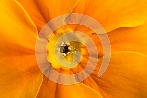 Orange flower inside