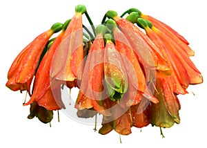 Orange flower isolated on transparent background.