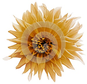 orange flower. isolated on the white background with clipping path. Close-up. Shaggy yellow flower dahlia. Nature