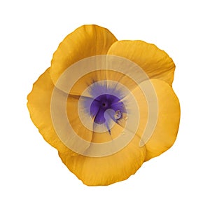 Orange flower on isolated white background with clipping path. Closeup. Beautiful orange-violet flower Violets for design.