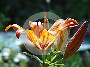 Orange flower Lilium blossom in the garden. 