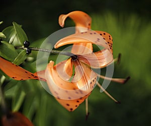 orange flower lily close-up green leaf bokeh background petal summer