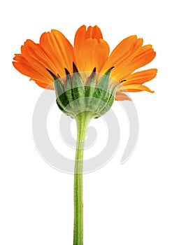 Orange flower with long green stem isolated