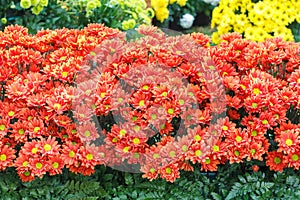 Orange flower with long thin petals