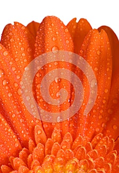 Orange Flower Macro