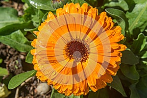 Orange Flower macro