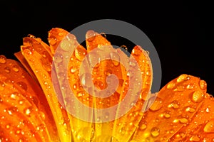 Orange flower macro water drops