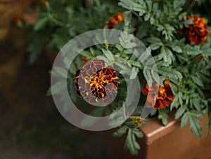 orange flower marigold close-up macro blossom outdoor