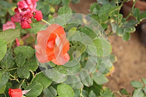 Orange flower marigold, top view.