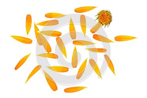 Orange flower marigold, top view. Calendula petals, marigold isolated on white background. Calendula petals close up