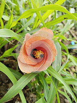 An orange flower in the morning
