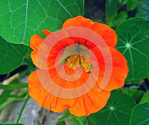 Orange flower of nasturtium in garden