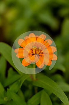 Orange flower on natural green background