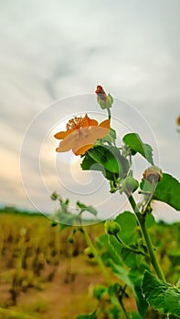 Orange flower on one land