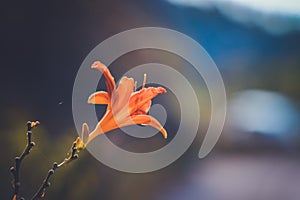 Orange flower over blurred blue and purple tones background in Mutilva, Spain