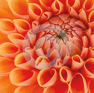 Orange flower petals, close up and macro of chrysanthemum, beautiful abstract background