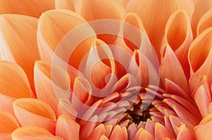Orange flower petals, close up and macro of chrysanthemum, beautiful abstract background photo