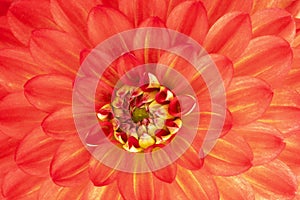 Orange flower petals closeup. Delicate red dahlia flower close up, full bloom