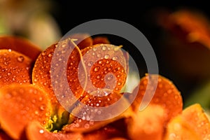 Orange flower petals covered in raindrops